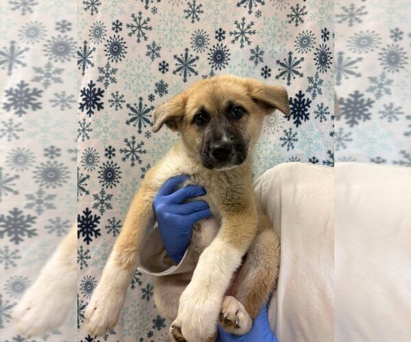 Medium Photo #1 Mutt Puppy For Sale in New York, NY, USA