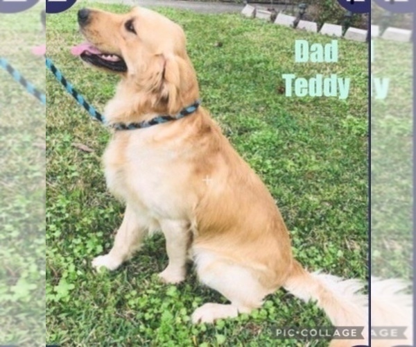Medium Photo #1 Golden Retriever Puppy For Sale in SUGAR LAND, TX, USA
