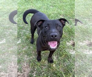 Labrador Retriever-Unknown Mix Dogs for adoption in Eastman, GA, USA