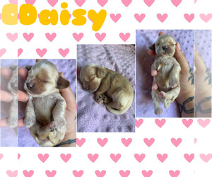 Cocker Spaniel Puppy for sale in OROVILLE, CA, USA