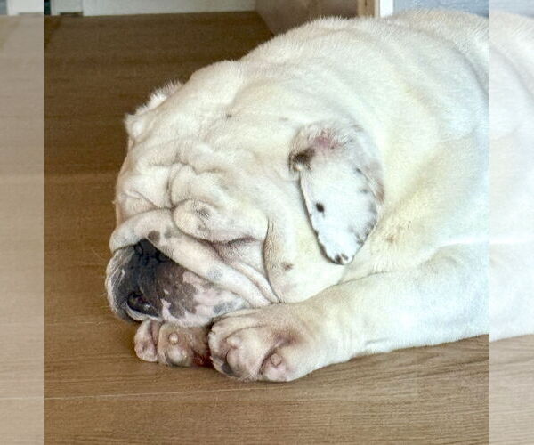 Medium Photo #8 Bulldog Puppy For Sale in San Jose, CA, USA