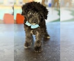 Small Photo #34 Aussiedoodle Miniature  Puppy For Sale in MENIFEE, CA, USA