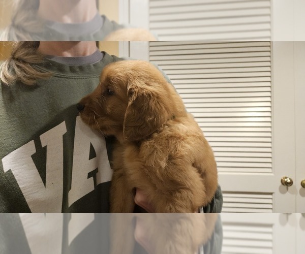Medium Photo #6 Golden Retriever Puppy For Sale in ALBIA, IA, USA
