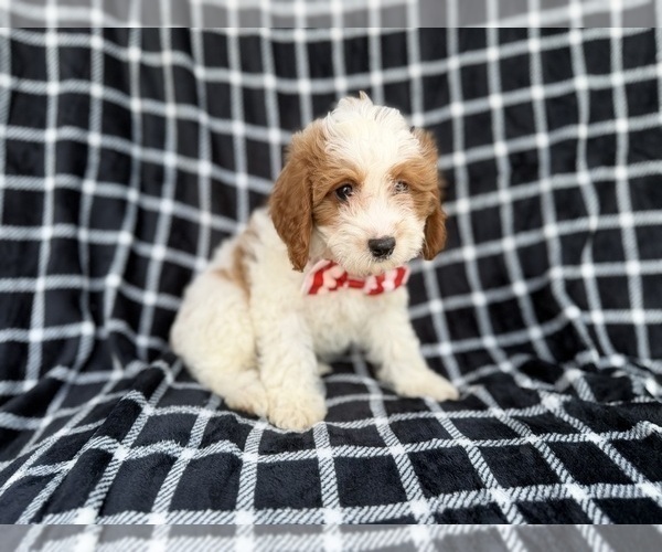 Medium Photo #2 Cavapoo (Standard) Puppy For Sale in LAKELAND, FL, USA