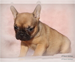 Small Photo #31 French Bulldog Puppy For Sale in WINNSBORO, TX, USA