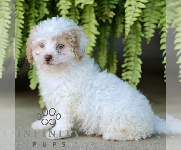 Medium Photo #4 Shih-Poo Puppy For Sale in GORDONVILLE, PA, USA
