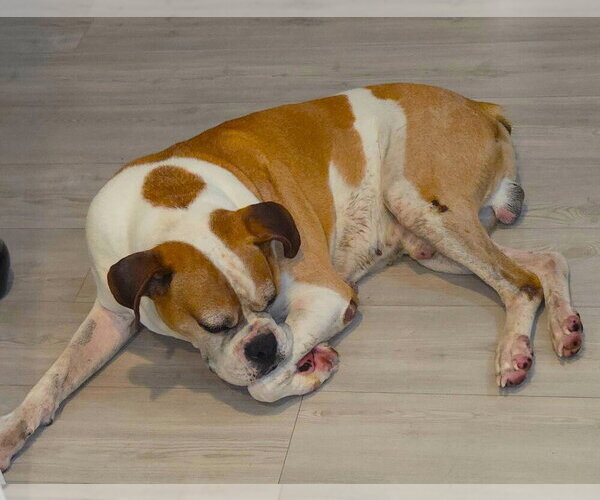 Medium Photo #2 Boxer Puppy For Sale in Austin, TX, USA