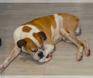 Bo II - Male Boxer Dog for Adoption - Photo #2