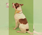 Small #5 American Foxhound-Labrador Retriever Mix