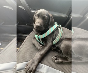 Labrador Retriever Litter for sale in SYRACUSE, IN, USA