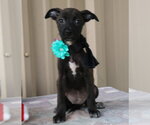 Small #1 Cairn Terrier
