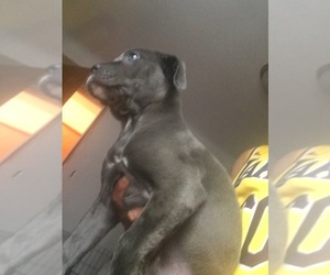 Cane Corso-Mastiff Mix Puppy for sale in GROSSE POINTE, MI, USA