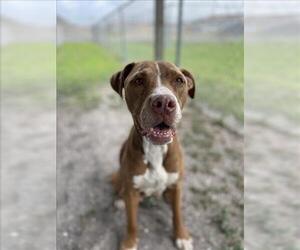 American Pit Bull Terrier-Unknown Mix Dogs for adoption in Corpus Christi, TX, USA