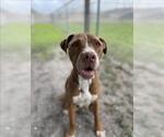 Small American Pit Bull Terrier Mix
