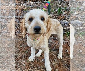 Poodle (Standard)-Unknown Mix Dogs for adoption in Social Circle, GA, USA