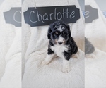 Small Photo #6 Bernedoodle Puppy For Sale in NORTH VERNON, IN, USA