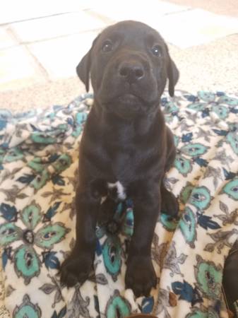 Medium Photo #1 Doberman Pinscher-Labrador Retriever Mix Puppy For Sale in SARASOTA, FL, USA