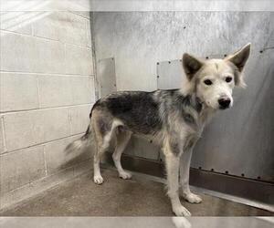 Siberian Husky Dogs for adoption in San Bernardino, CA, USA