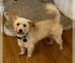 Small Photo #4 Poodle (Toy)-Unknown Mix Puppy For Sale in Menifee, CA, USA