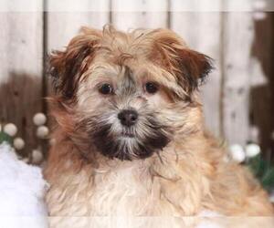 Havanese Puppy for sale in MOUNT VERNON, OH, USA