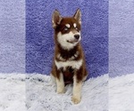 Small #4 Siberian Husky