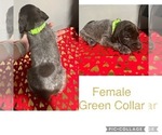 Small Photo #2 German Shorthaired Pointer Puppy For Sale in ELNORA, IN, USA