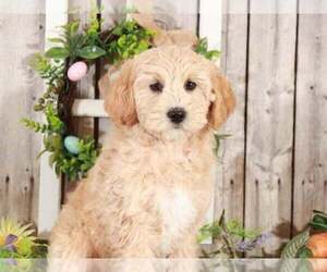 Goldendoodle Puppy for sale in MOUNT VERNON, OH, USA