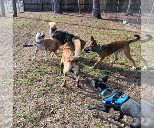 Delta - located in Florida - Female German Shepherd Dog-Unknown Mix Dog for Adoption - Photo #3