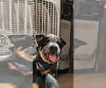 Puppy Puppy 2 Australian Cattle Dog