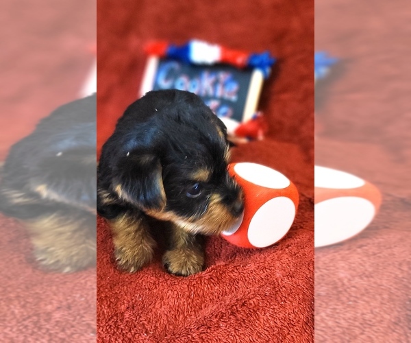 Medium Photo #24 Yorkshire Terrier Puppy For Sale in AKRON, OH, USA