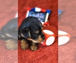 Small #2 Yorkshire Terrier