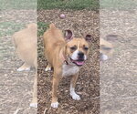 Small Photo #2 Mutt Puppy For Sale in Rustburg, VA, USA