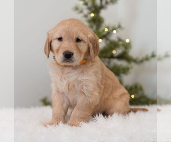 Medium Photo #3 Golden Retriever Puppy For Sale in NEWPORT, PA, USA