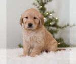 Small #2 Golden Retriever
