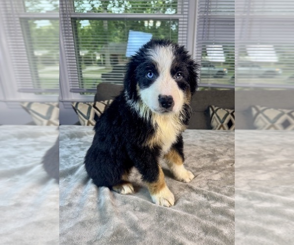Medium Photo #63 Australian Shepherd Puppy For Sale in SALISBURY, NC, USA