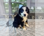 Small Photo #63 Australian Shepherd Puppy For Sale in SALISBURY, NC, USA