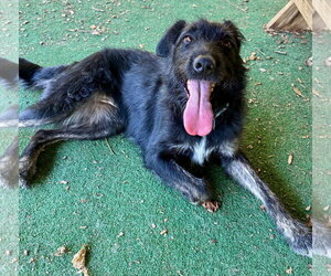 Mutt Dogs for adoption in Clarkesville, GA, USA