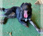 Mary - Female Mutt Dog for Adoption - Small photo
