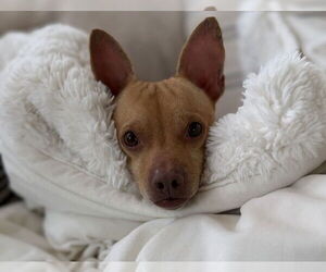 Chester aka Cheddar - Male Chihuahua-Unknown Mix Dog for Adoption - Photo #7