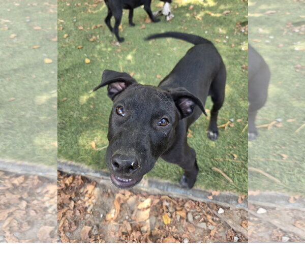 Medium Photo #1 Staffordshire Bull Terrier-Unknown Mix Puppy For Sale in Tracy City, TN, USA