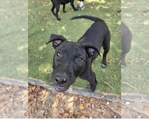 Staffordshire Bull Terrier-Unknown Mix Dogs for adoption in Tracy City, TN, USA