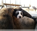 Small Photo #24 Anatolian Shepherd Puppy For Sale in COMMERCE, TX, USA