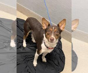 Australian Shepherd-Unknown Mix Dogs for adoption in Las Vegas, NV, USA