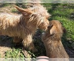 Small #3 Yorkshire Terrier
