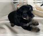 Puppy Kris YorkiePoo