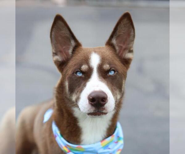 Medium Photo #1 Siberian Husky-Unknown Mix Puppy For Sale in San Antonio, TX, USA