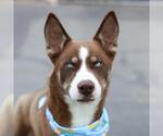 Small Siberian Husky Mix