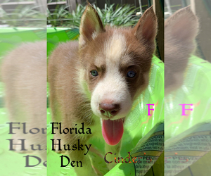 Siberian Husky Puppy for sale in NEW PORT RICHEY, FL, USA