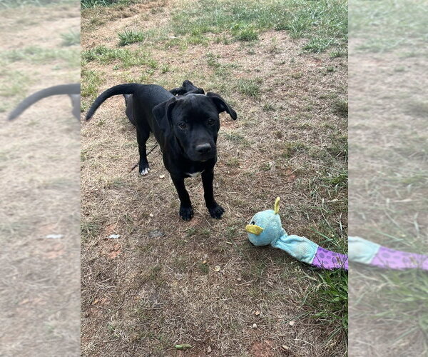 Medium Photo #6 Mutt Puppy For Sale in Candler, NC, USA