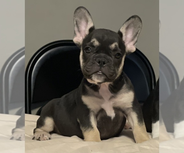 Medium Photo #32 French Bulldog Puppy For Sale in ORLANDO, FL, USA
